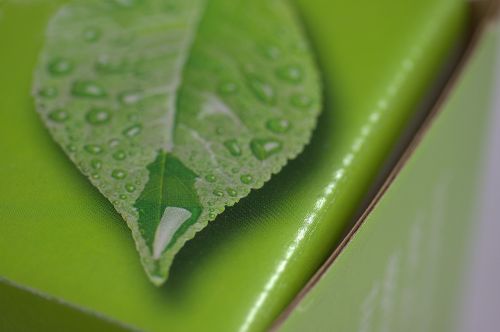 box print leaf
