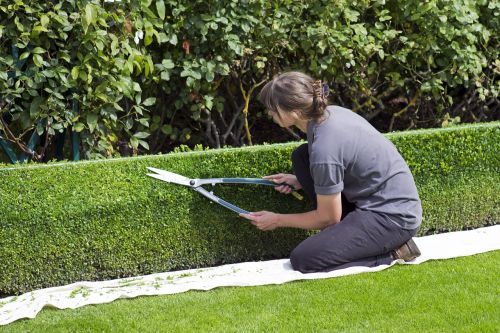 box hedge topiary shears gardener