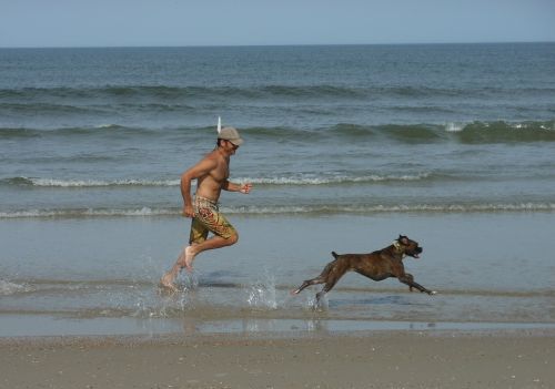 boxer dog race