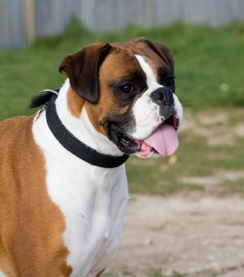 boxer dog canine