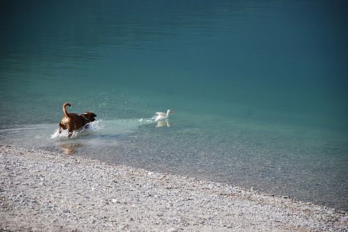 boxer dog lake