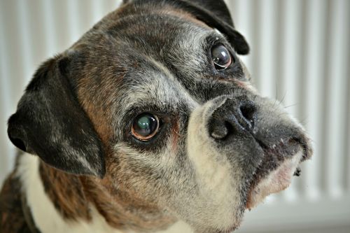 boxer dog canine