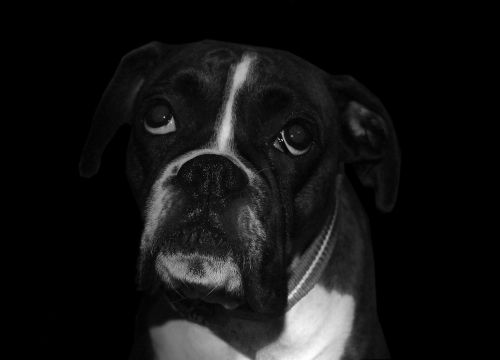 boxer dog sad