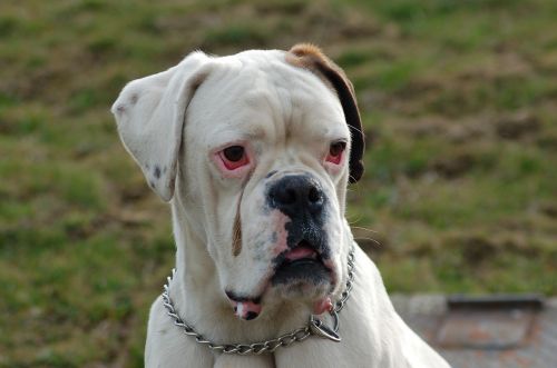 boxer dog white