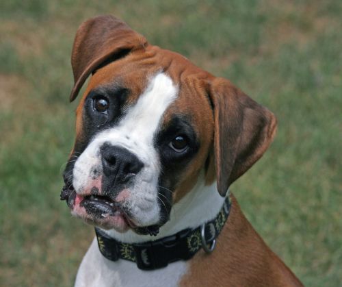 boxer dog pet