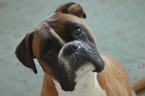 boxer  boxer dog  pet