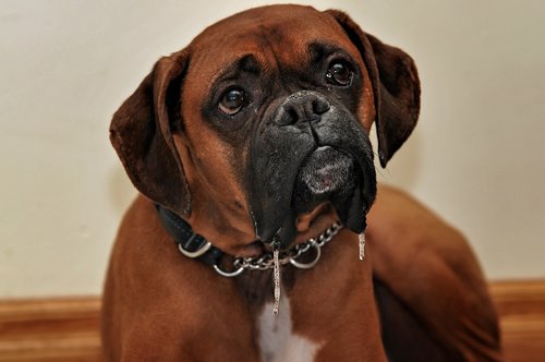 boxer  dog  animal