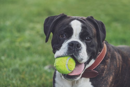 boxer  dog  ball