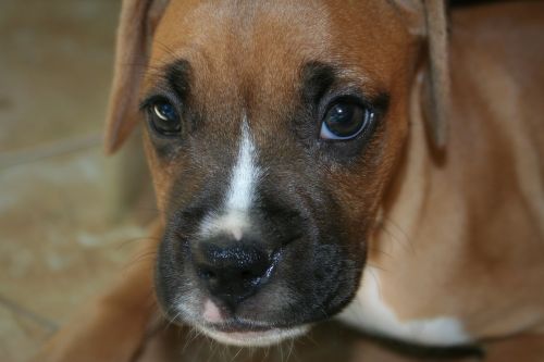 boxer puppy dog