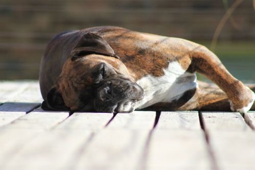 boxer sleeping dog