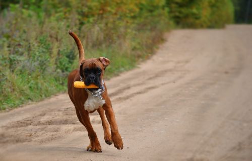 boxer dog dog cute