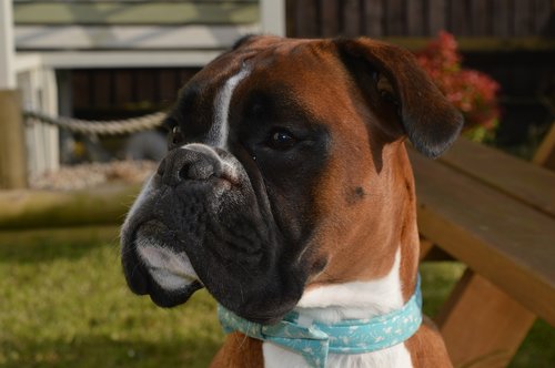 boxer dog  dog  pet