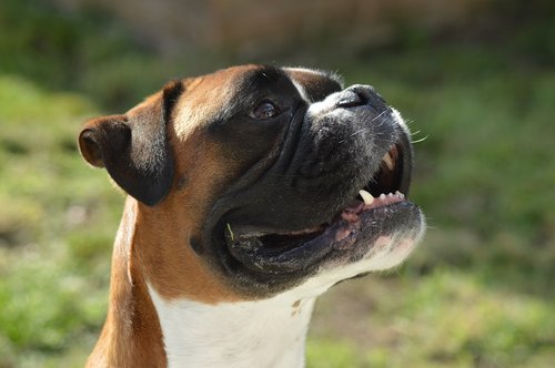 boxer dog  dog  boxer