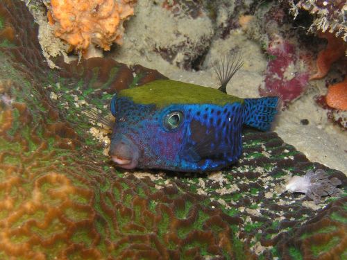 boxfish diving underwater