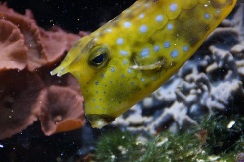 boxfish underwater swim