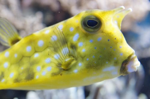 boxfish underwater fish
