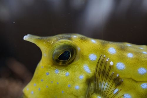 boxfish close underwater