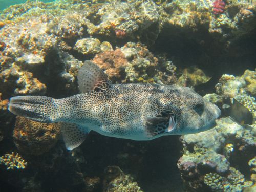 boxfish fish red sea