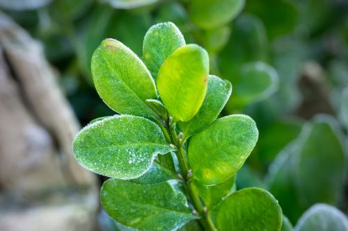 boxwood ice winter