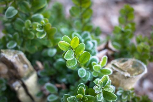 boxwood ice winter