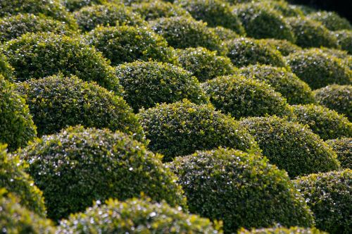 boxwood garden bushes carved