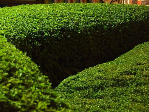 boxwood garden size