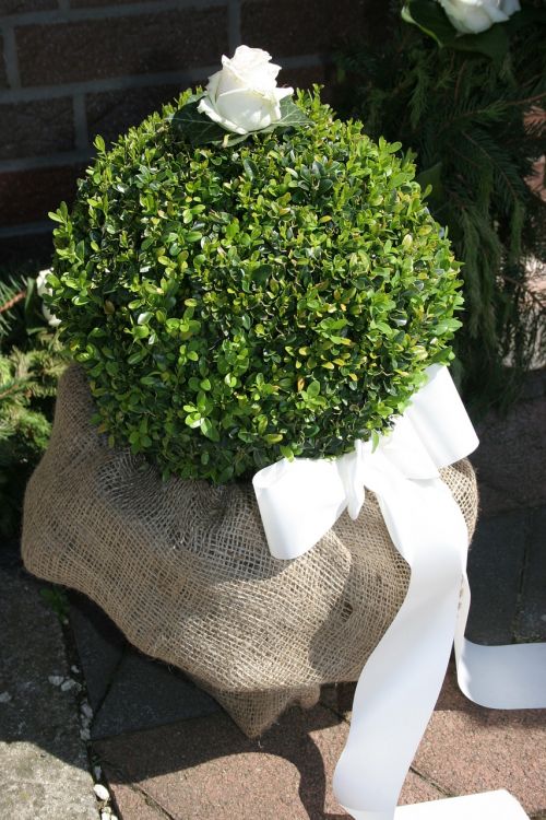 boxwood bush loop