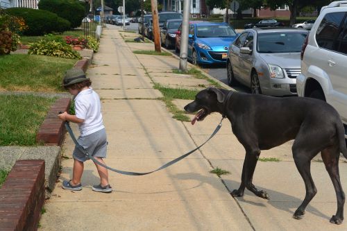 boy pet child