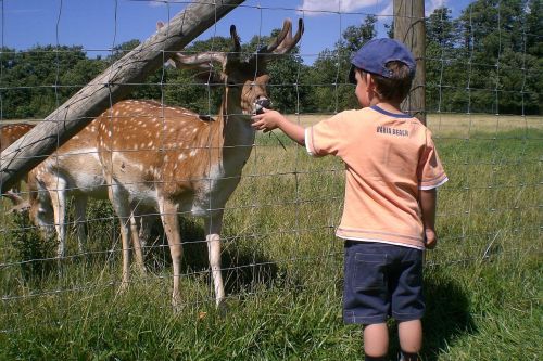 boy roe deer feed