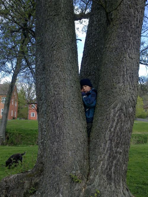 boy climbs tree