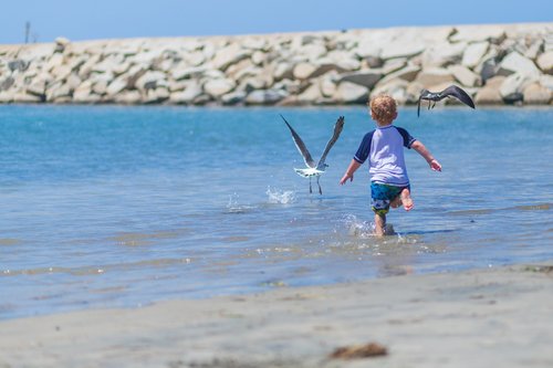 boy  beach  chasing birds