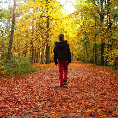 boy hiking forest