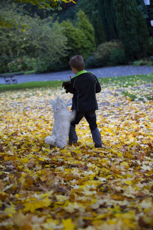 Boy An Autumn Leaves