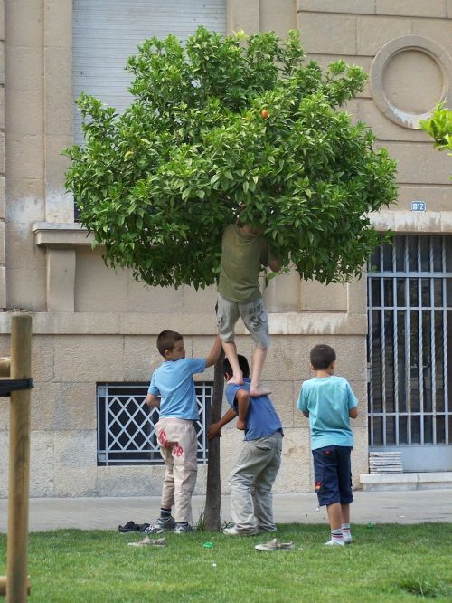 boys cooperation tree