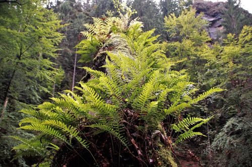 bracken ferns nature