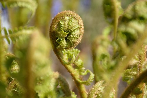 bracken  spring  nature