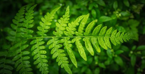 bracken  plants  nature