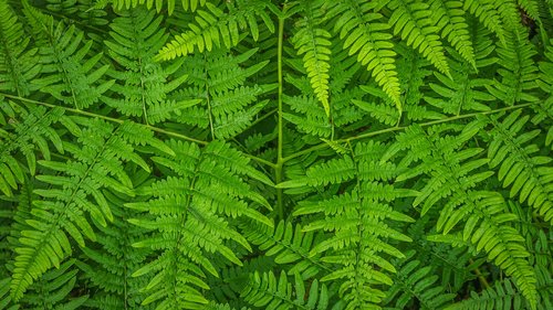 bracken  plants  nature