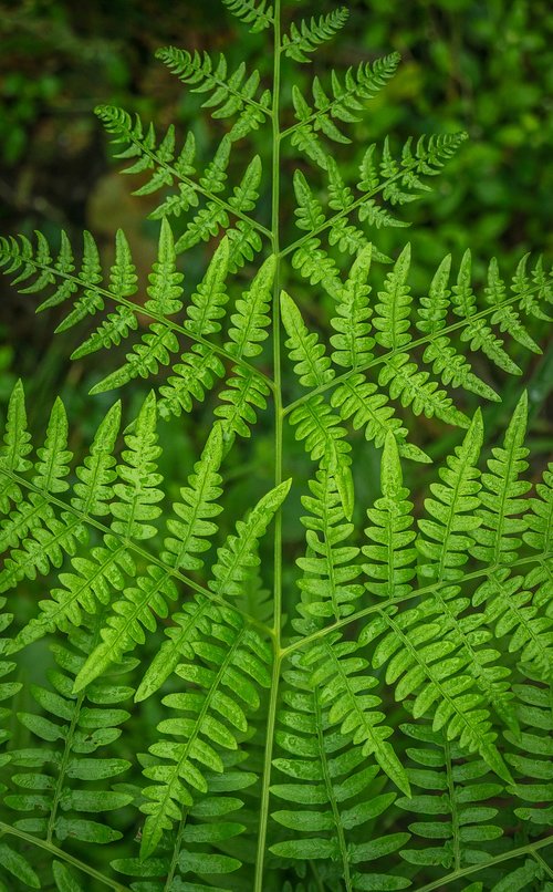 bracken  plants  nature