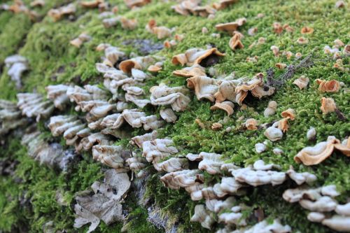 bracket fungi fungus