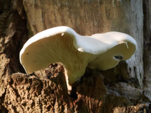bract fungi fungus
