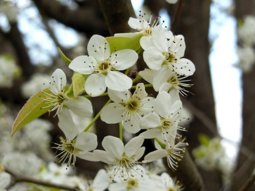 bradford pear tree flower
