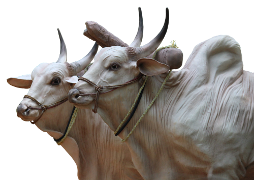 brahma cattle sculpture
