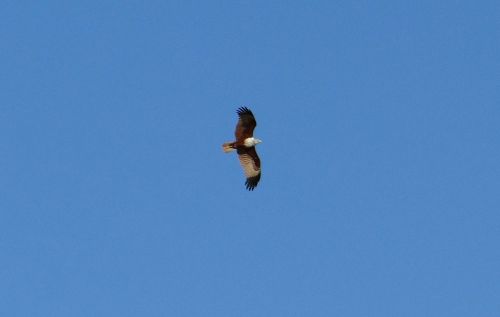 brahminy kite haliastur indus red-backed sea-eagle