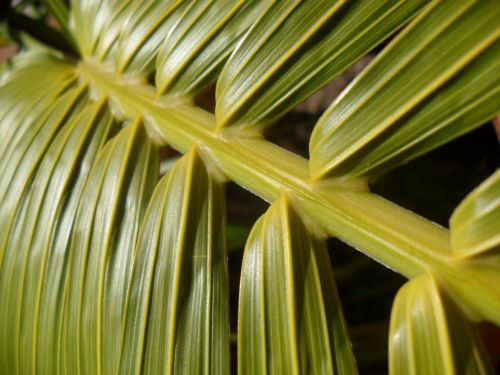 braid of palm tree