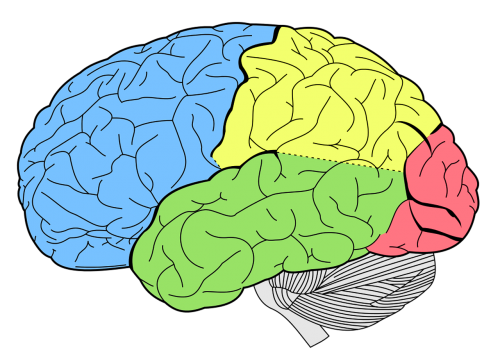 brain lobes neurology