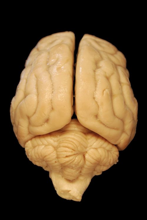 brain anatomy dog