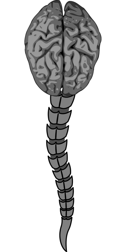 brain columna vertebral narrow