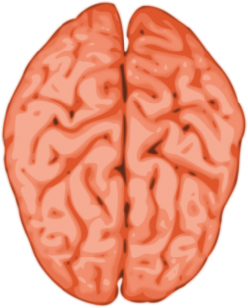 brain organ knowledge