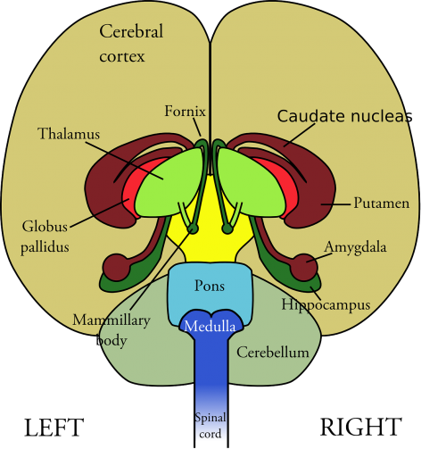 brain anatomy human